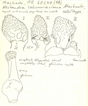 Vorschaubild Nectandra labouriaviana Machado